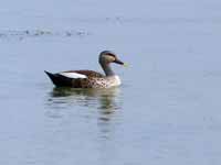 Canard à bec tacheté Anas poecilorhyncha