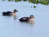 Canard à bec tacheté Anas poecilorhyncha