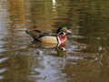 Canard carolin Aix sponsa