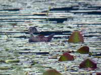 Canard carolin Aix sponsa