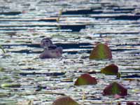 Canard carolin Aix sponsa