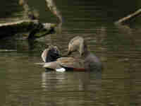 Canard chipeau Anas strepera