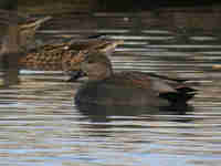 Canard chipeau Anas strepera