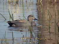 Canard chipeau Anas strepera