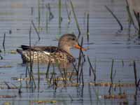 Canard chipeau Anas strepera