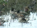 Canard de Chiloé Anas sibilatrix