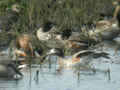 Canard de Chiloé Anas sibilatrix