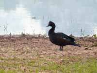 Canard musqué Cairina moschata