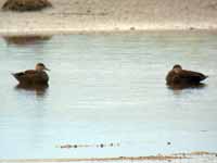 Canard noir Anas rubripes