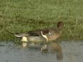 Canards pilets Anas acuta