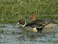 Canards pilets Anas acuta