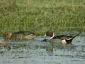 Canards pilets Anas acuta