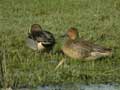 Canards pilets Anas acuta