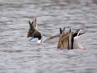 Canards pilets Anas acuta