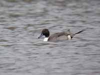 Canards pilets Anas acuta