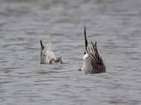 Canards pilets Anas acuta