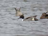 Canards pilets Anas acuta