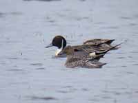 Canards pilets Anas acuta