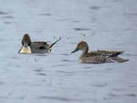 Canards pilets Anas acuta