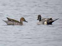 Canards pilets Anas acuta