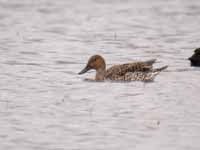 Canards pilets Anas acuta