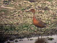 Canard pilet Anas acuta