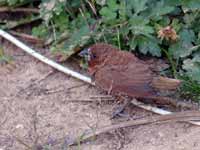 Moineau friquet Passer montanus