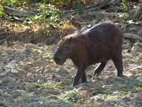 Capybara Hydrochoerus hydrochaeris