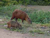 Capybara Hydrochoerus hydrochaeris