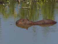 Capybara Hydrochoerus hydrochaeris