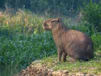 Vacher géant Molothrus oryzivorus