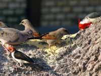 Carouge à ailes baies Agelaioides badius