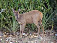 Cariacou brun Mazama gouazoubira