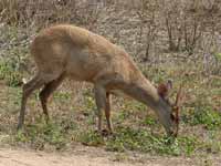 Cariacou brun Mazama gouazoubira