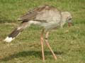 Cariama huppé Cariama cristata