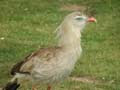 Cariama huppé Cariama cristata