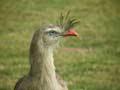 Cariama huppé Cariama cristata