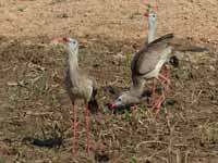 Cariama huppé Cariama cristata