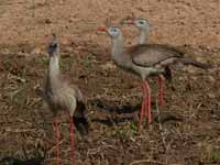 Cariama huppé Cariama cristata