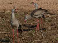 Cariama huppé Cariama cristata