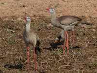 Cariama huppé Cariama cristata