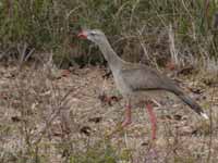 Cariama huppé Cariama cristata