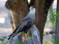 Caracara huppé Caracara plancus