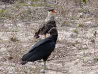 Caracara huppé Caracara plancus