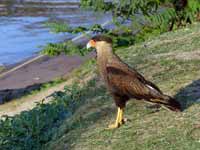 Caracara huppé Caracara plancus