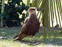 Caracara huppé Caracara plancus