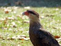 Caracara huppé Caracara plancus