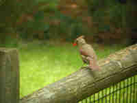 Cardinal rouge Cardinalis cardinalis