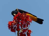 Cassique cul-jaune Cacicus cela