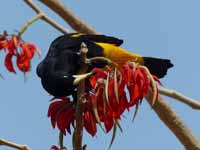 Cassique cul-jaune Cacicus cela